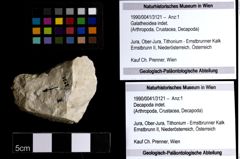 Foto (Objekt + Etiketten) von Galatheoidea indet. 